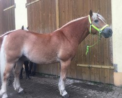 horse Hugo (Haflinger, 2007, from Humbold (1,57% ox))