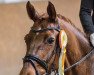 dressage horse Lucy's Fox (Westphalian, 2009, from Estobar NRW)