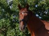 jumper Clooney WR (German Warmblood, 2010, from Century)