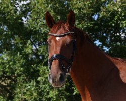 Springpferd Clooney WR (Deutsches Reitpferd, 2010, von Century)