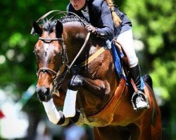 broodmare Chellana Z (Zangersheide riding horse, 2001, from Chellano Z)