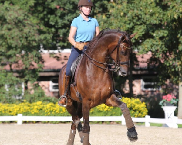 dressage horse Evander 3 (KWPN (Royal Dutch Sporthorse), 2009, from Vivaldi)