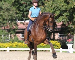 dressage horse Evander 3 (KWPN (Royal Dutch Sporthorse), 2009, from Vivaldi)