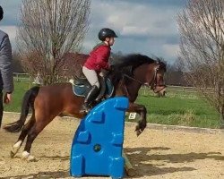 dressage horse Ulbargens Go on Top (Welsh mountain pony (SEK.A), 2005, from Bolster Goya)