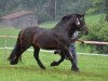 stallion Romanoff (South German draft horse, 2003, from Ramskönig)