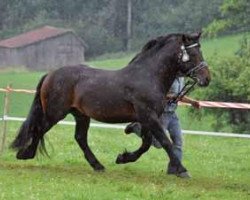 stallion Romanoff (South German draft horse, 2003, from Ramskönig)