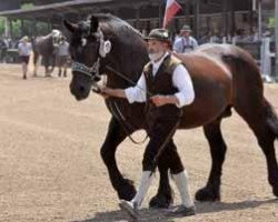 stallion Nussdorf (South German draft horse, 1995, from Noriker)