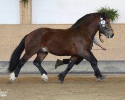 stallion Regent (South German draft horse, 2009, from Romanoff)