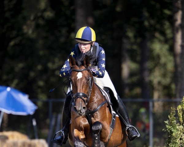 jumper Glückskind 8 (Hanoverian, 2010, from Graf Top)