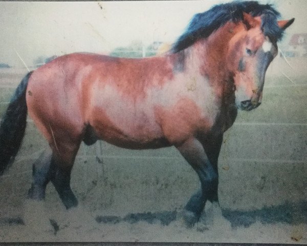 stallion Ramsgold (South German draft horse, 1990, from Ramsgraf II)