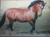 stallion Ramsgold (South German draft horse, 1990, from Ramsgraf II)