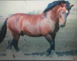 stallion Ramsgold (South German draft horse, 1990, from Ramsgraf II)