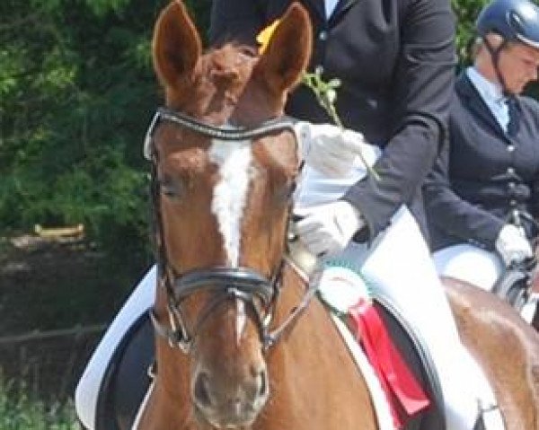 dressage horse Solaia 3 (Hanoverian, 2011, from Sarkozy 3)