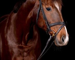 dressage horse Fionchen (Oldenburg, 2004, from Donnerschwee)