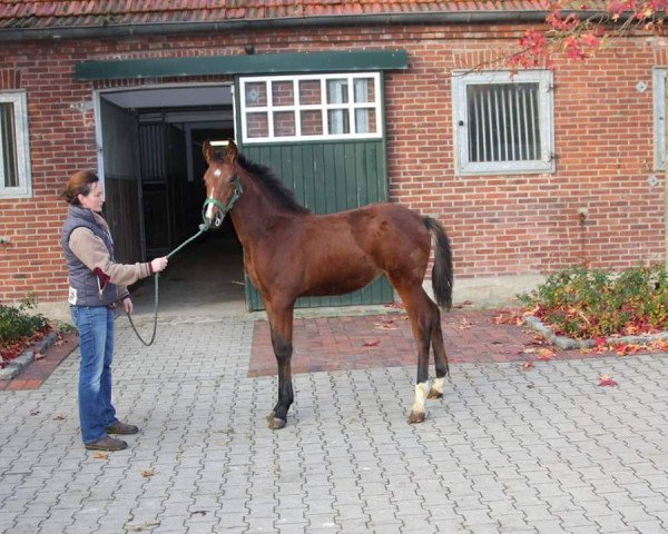 dressage horse Antango's Qimbo GS (Oldenburg,  , from Antango du Feuillard)