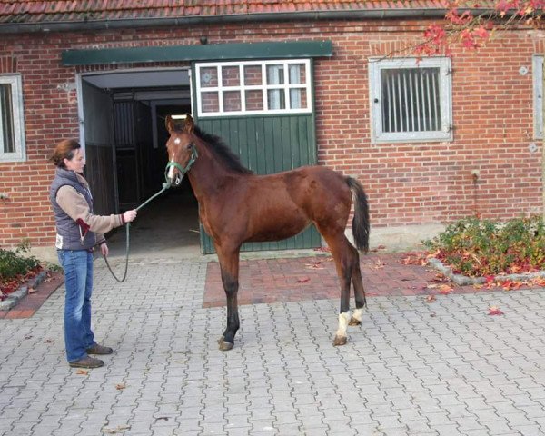 Dressurpferd Antango's Qimbo GS (Oldenburger,  , von Antango du Feuillard)