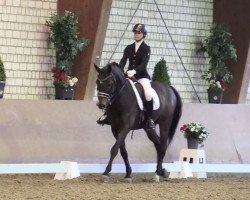 dressage horse Antonio von Padua (Westphalian, 2005, from Amantus)