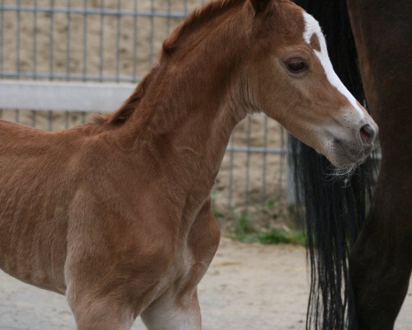 dressage horse Steverheides Gatsby (German Riding Pony, 2010, from Good Looking)