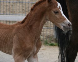 Dressurpferd Steverheides Gatsby (Deutsches Reitpony, 2010, von Good Looking)