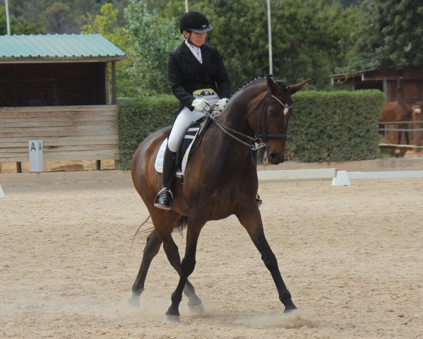 dressage horse Lac Leman G (Luxembourg horse, 2006, from Londonderry)