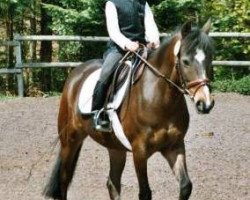 Zuchtstute Candy (Welsh Pony (Sek.B),  , von Black and Magic)