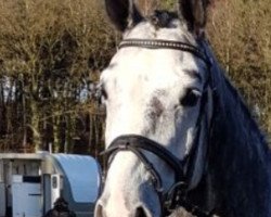 broodmare Gänseblümchen 76 (Hanoverian, 2012, from Grey Top)