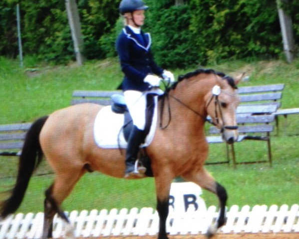 dressage horse Nanu 143 (German Riding Pony, 2013, from New Delight)