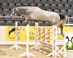 jumper Ginny PJ (Hanoverian, 2012, from Grey Top)