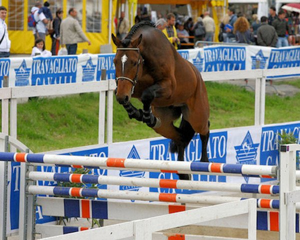 jumper Lambertus del Chirone (Hessian Warmblood, 2007, from Lordanos)