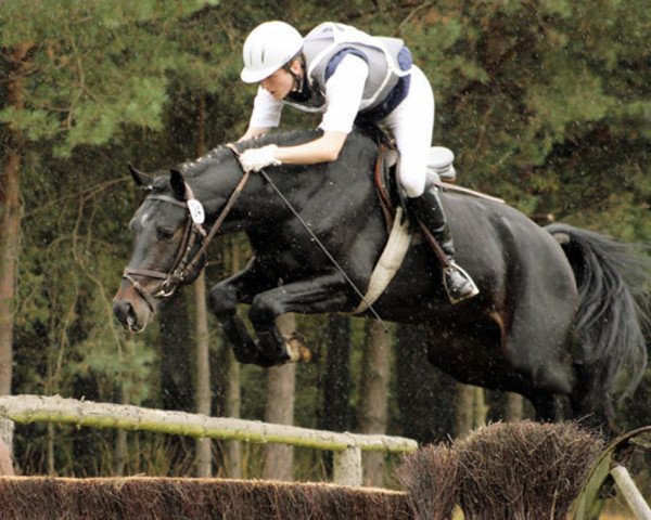 stallion Caboto (Hanoverian, 2004, from Contendro I)
