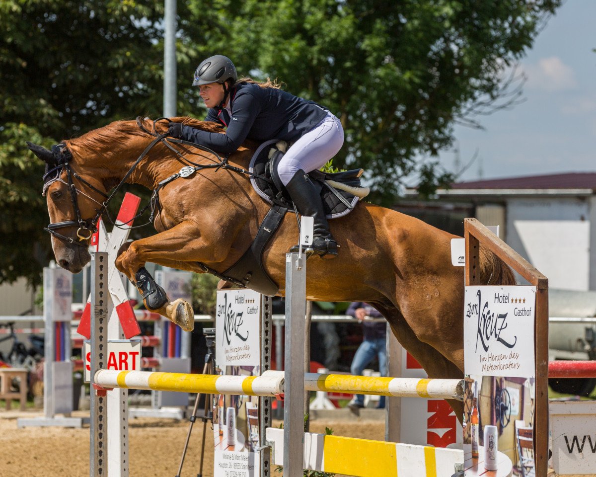 jumper Favao (German Sport Horse, 2008, from For Feeling)