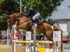 jumper Favao (German Sport Horse, 2008, from For Feeling)