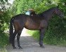 dressage horse Tala - Juna (Trakehner, 2009, from Sapros)