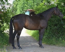 dressage horse Tala - Juna (Trakehner, 2009, from Sapros)