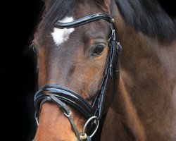 dressage horse Boston K (Westphalian, 2010, from Berlusco)