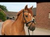 dressage horse Baumann‘s Dundee (German Riding Pony, 2012, from Dimension AT NRW)