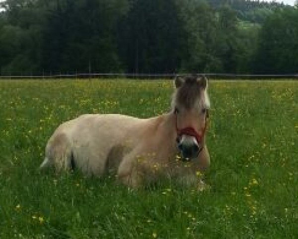 Pferd Bjarne vom Oderhaff (Fjordpferd, 2002, von Solbjør Borken)