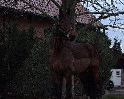 dressage horse Dancing-Dexter (Hanoverian, 2013, from Dancing World)