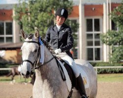 Pferd Lady Butterfly (Lettisches Warmblut, 2013)