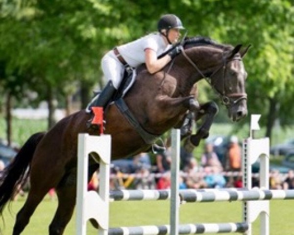 dressage horse San Domingo (Latvian Warmblood, 2013, from Sandro Fun)