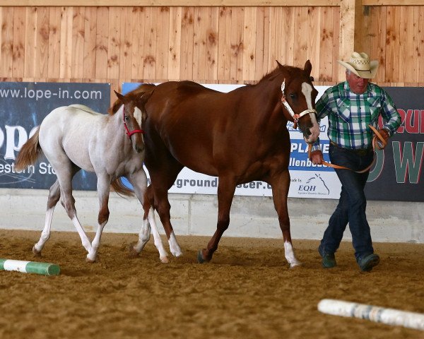 Zuchtstute Desperado Foxie (Quarter Horse, 2002, von Desperado Cody)