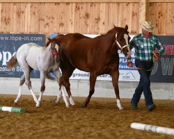 Pferd Desperado Foxie (Quarter Horse, 2002, von Desperado Cody)