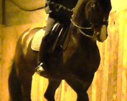 dressage horse Der Liebling (Oldenburg, 2004, from Davignon II)