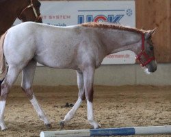 Pferd SHESA BLUE DIAMOND (Quarter Horse, 2017, von Aint It The Blues)