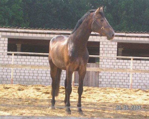 Pferd Comet (Holsteiner, 2002, von Calvados II)