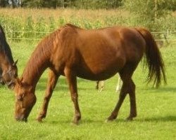 broodmare Eliesa (KWPN (Royal Dutch Sporthorse), 1986, from Le Mexico)