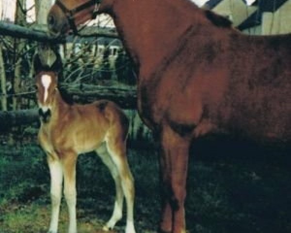 broodmare Isabelle (KWPN (Royal Dutch Sporthorse), 1990, from Ahorn)