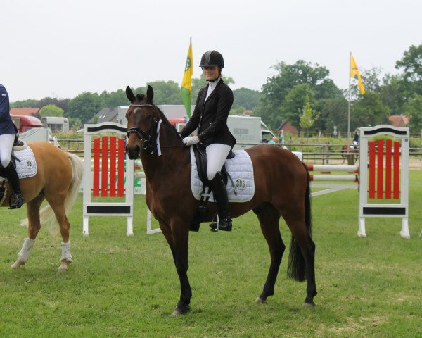 Dressurpferd Navarino (Deutsches Reitpony, 2011, von Nemax)