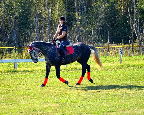Pferd Dola (Lettisches Warmblut,  )