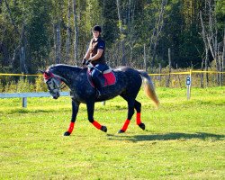 horse Dola (Latvian Warmblood,  )